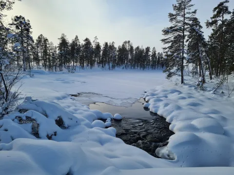 Sortbrysttjern