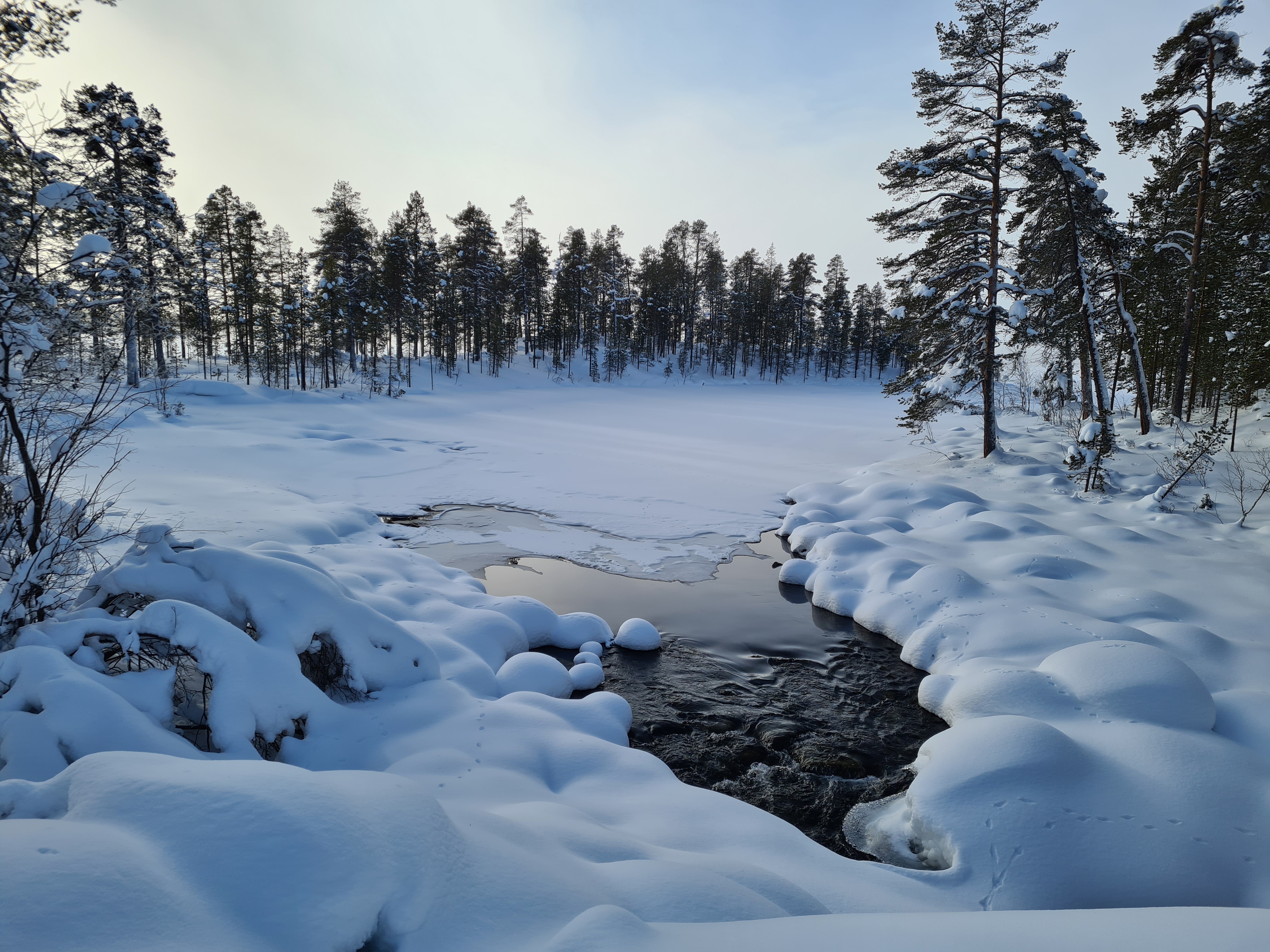 Sortbrysttjern-8.jpg